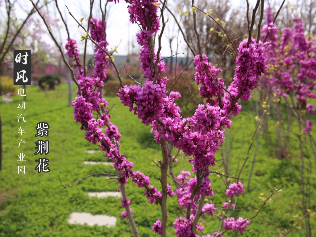 凯发一触即发电动工业园紫；；；；